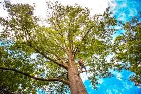 How Our Tree Care Process Works  in  Moapa Valley, NV