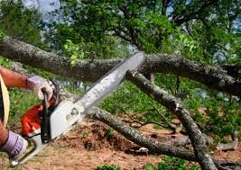 Best Tree Disease Treatment  in Moapa Valley, NV