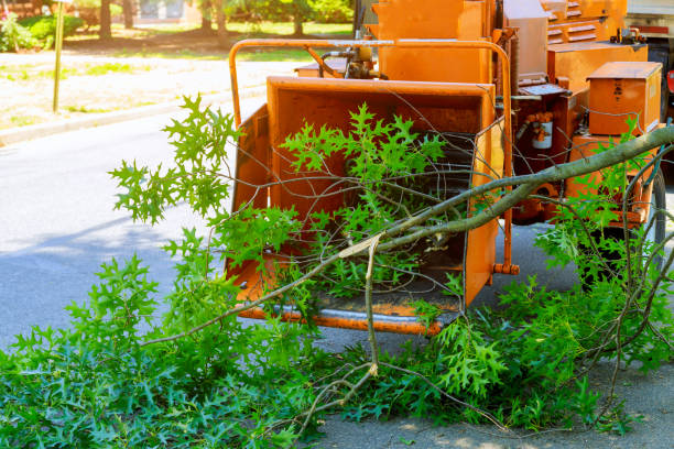 Best Commercial Tree Services  in Moapa Valley, NV