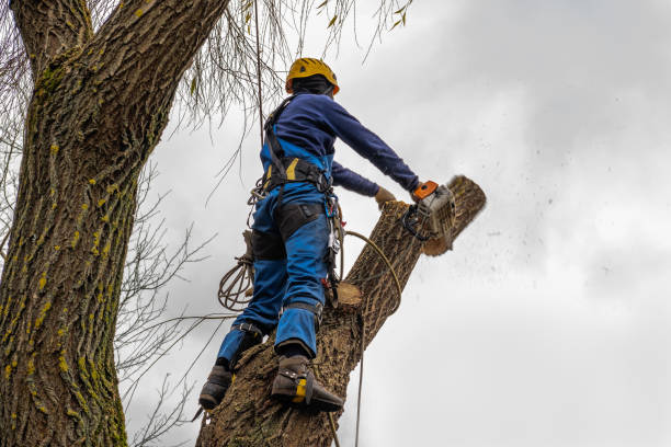 Best Emergency Tree Removal  in Moapa Valley, NV