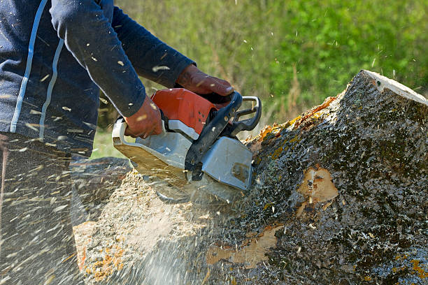 Best Tree Trimming and Pruning  in Moapa Valley, NV